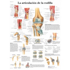 Lámina 3B La Articulación de la Rodilla